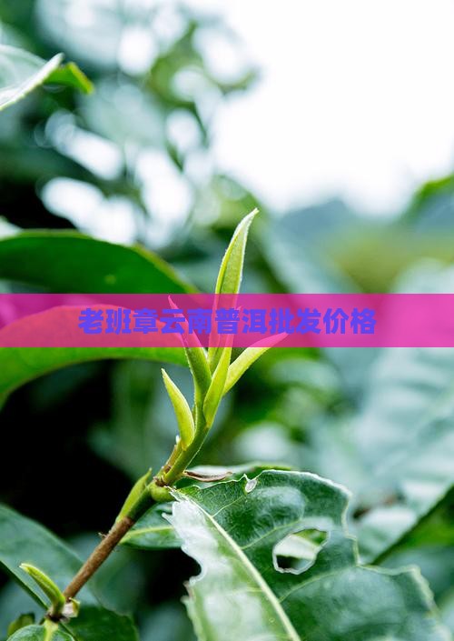 老班章购买料价格