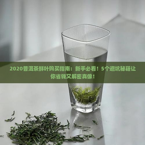 2020普洱茶鲜叶购买购