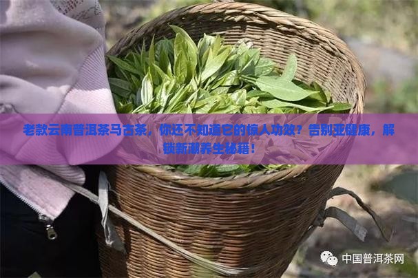 老款云南普洱茶马古茶