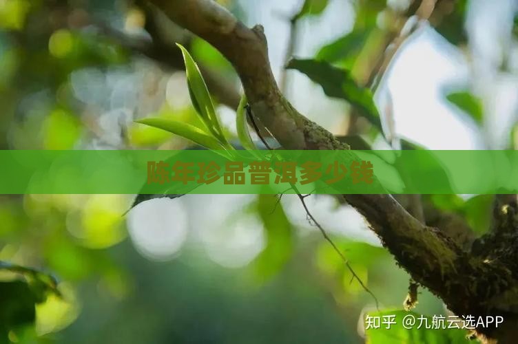 陈年珍品普洱多少钱