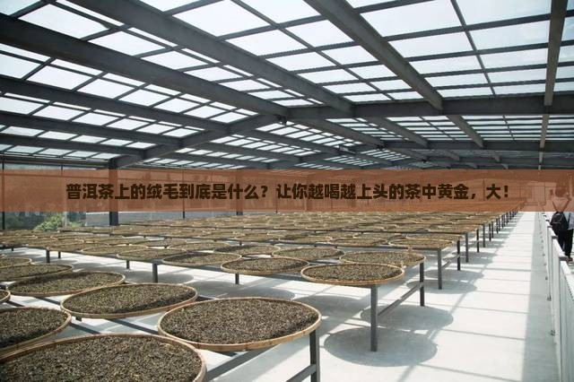 普洱茶上有绒毛