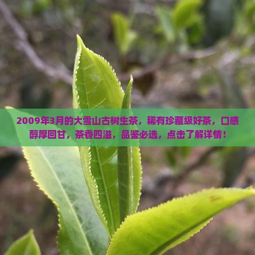 2009年3月的大雪山古树生茶