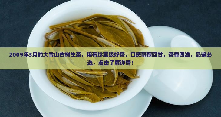 2009年3月的大雪山古树生茶