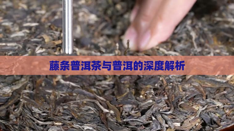 藤条把茶普洱茶