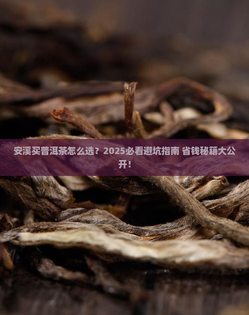 安溪买普洱茶哪家好