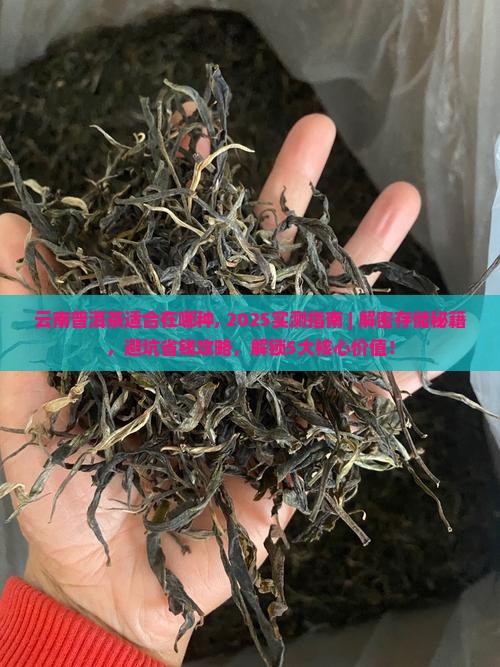 云南普洱茶适合在哪种