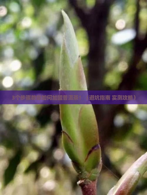 沈阳加盟普洱茶流程