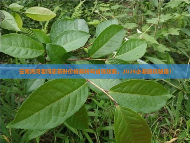 云南海湾老同志茶叶价格