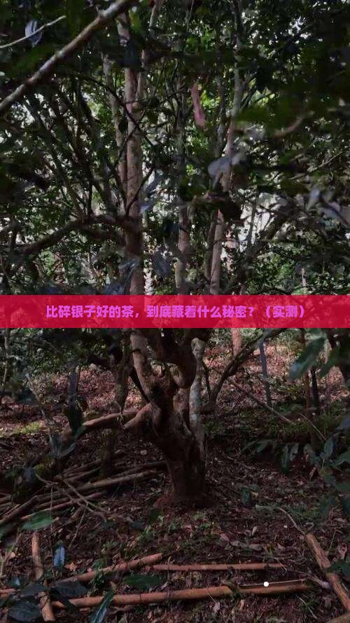 比碎银子好的茶