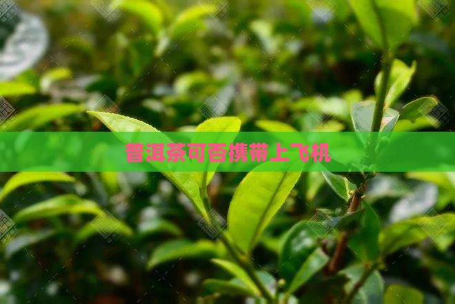 普洱茶可否泡好携带