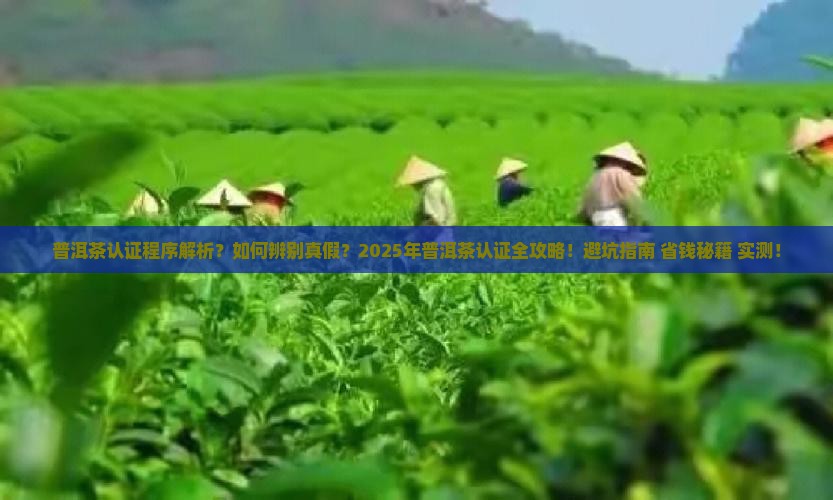 普洱茶认证程序