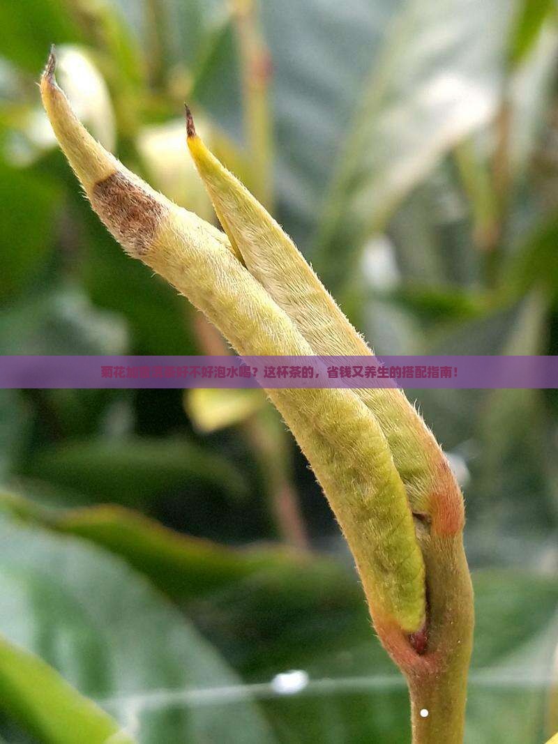 菊花加普洱茶好不好泡水喝