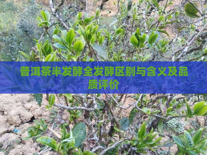 普洱茶半发酵全发酵