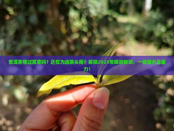普洱茶懂过寓意