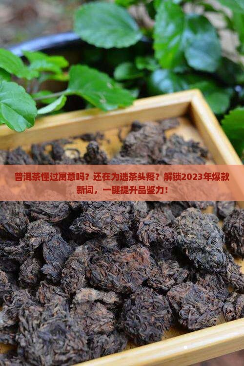 普洱茶懂过寓意