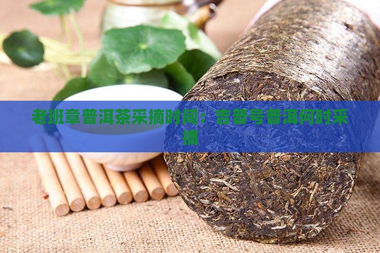 吉普号老班章什么时候采摘