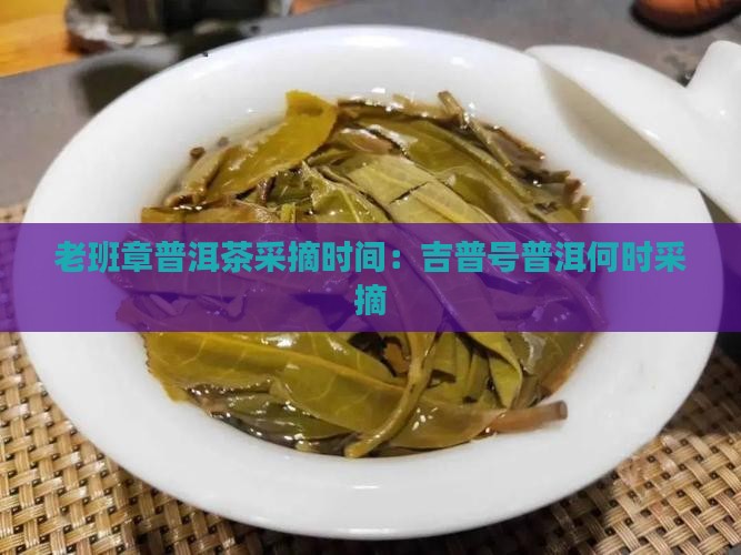 吉普号老班章什么时候采摘