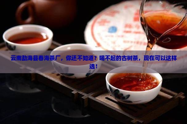 云南勐海县春海茶厂