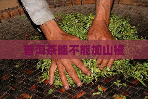 普洱茶能不能加山楂
