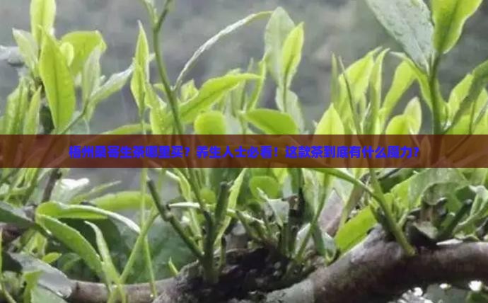 梧州桑寄生茶哪里买