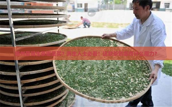 梧州桑寄生茶哪里买