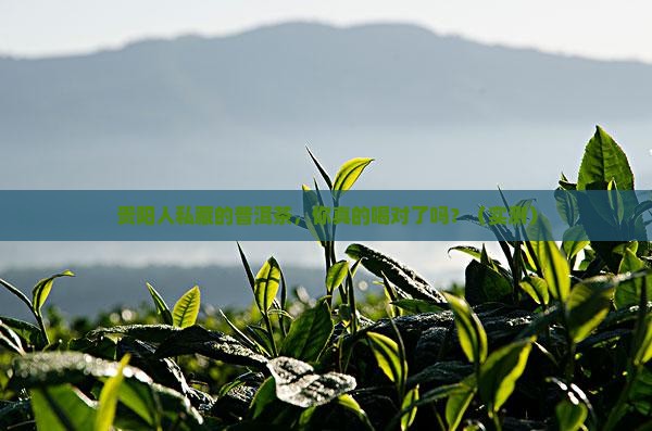贵阳正规的普洱茶