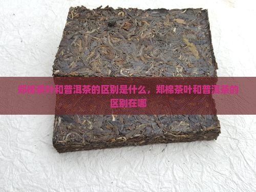 郑棉茶叶和普洱茶的区别
