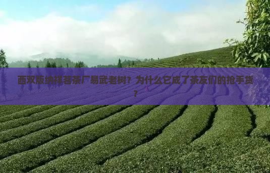 西双版纳祥茗茶厂易武老树