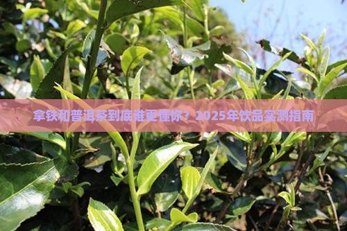 拿铁和普洱茶的区别
