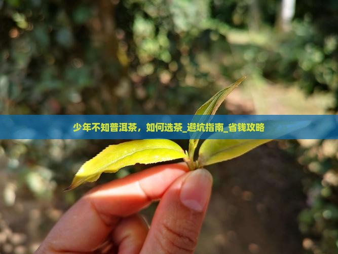 少年不知普洱茶