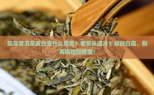 陈年普洱茶发白是什么意思