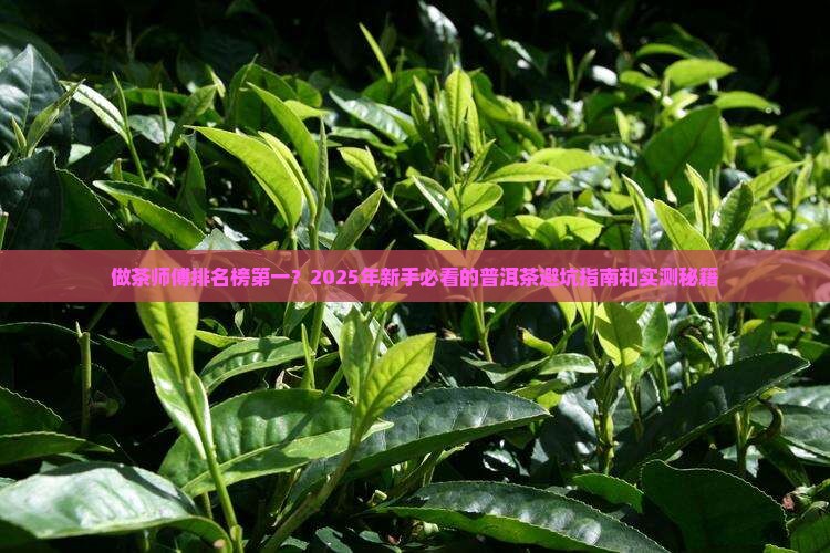 普洱茶做茶师傅排名榜第一