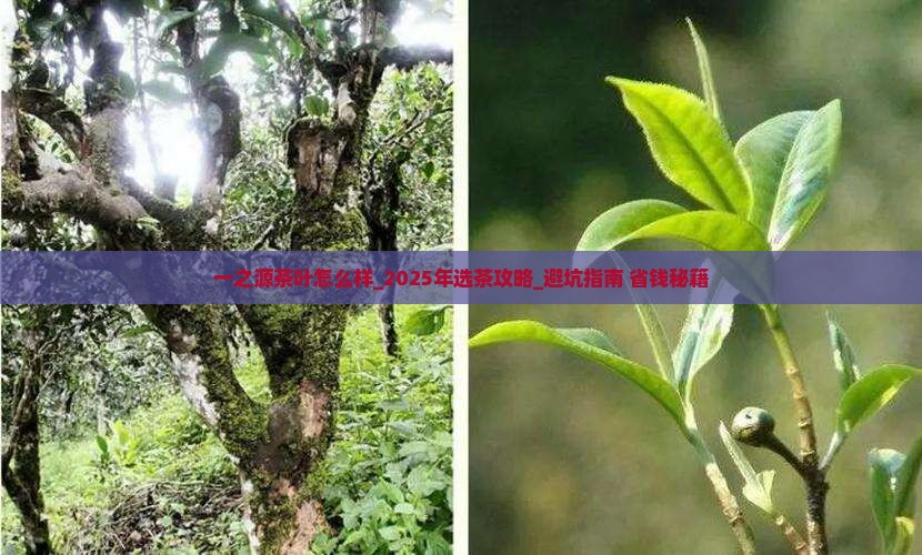 一之源茶叶怎么样