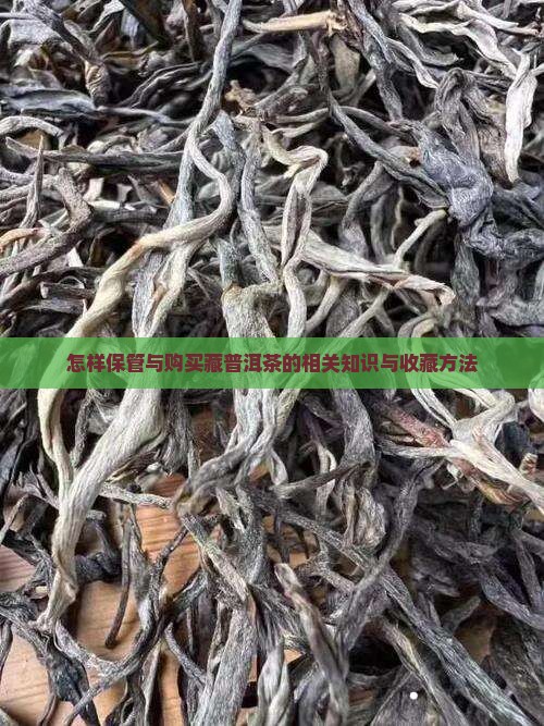 怎样保管与购买藏普洱茶的相关知识与收藏方法