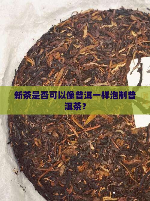 新茶是否可以像普洱一样泡制普洱茶？