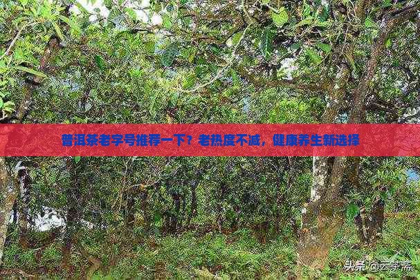普洱茶老字号推荐一下？老热度不减，健康养生新选择