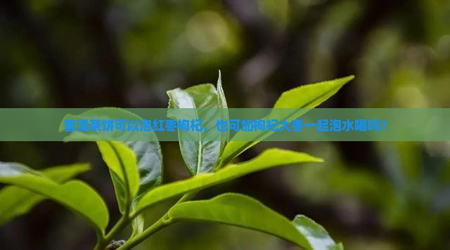 普洱茶饼可以泡红枣枸杞，也可加枸杞大枣一起泡水喝吗？