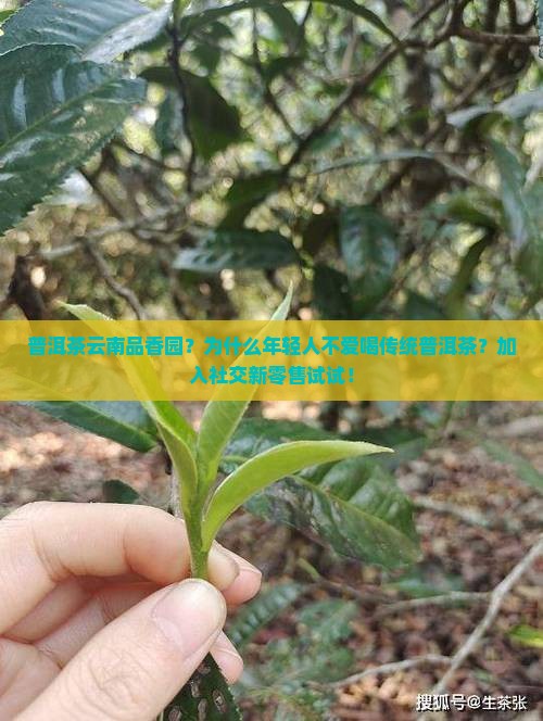 普洱茶云南品香园？为什么年轻人不爱喝传统普洱茶？加入社交新零售试试！