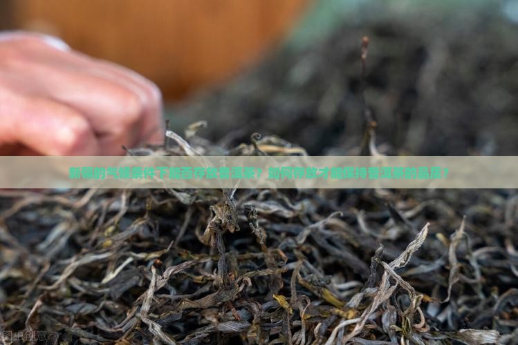 新疆的气候条件下能否存放普洱茶？如何存放才能保持普洱茶的品质？