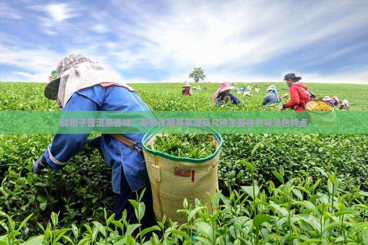 碎银子普洱茶香味：专家详解其来源及几种主要香气与汤色特点