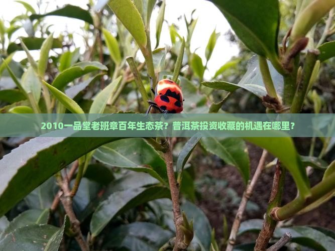 2010一品堂老班章百年生态茶？普洱茶投资收藏的机遇在哪里？