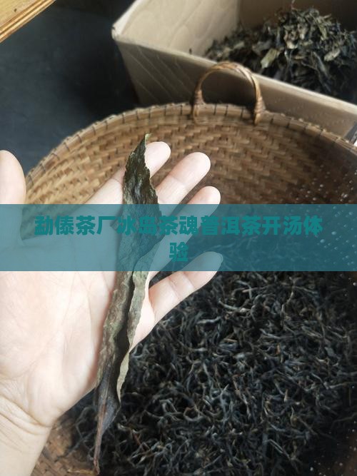勐傣茶厂冰岛茶魂普洱茶开汤体验