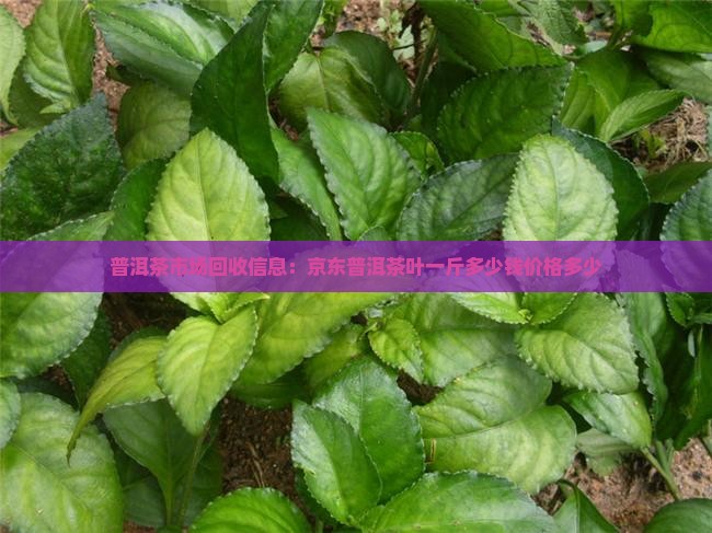 普洱茶市场回收信息：京东普洱茶叶一斤多少钱价格多少