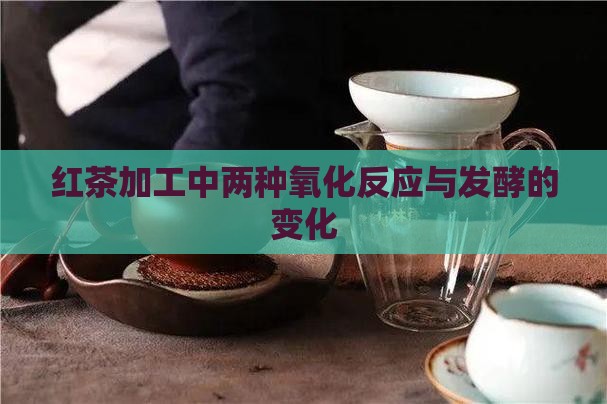 红茶加工中两种氧化反应与发酵的变化