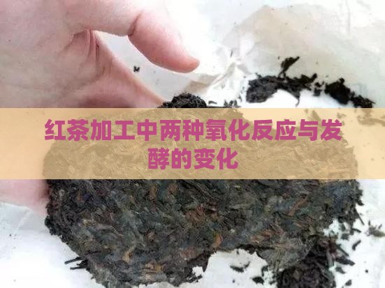 红茶加工中两种氧化反应与发酵的变化