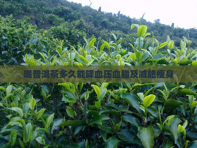 喝普洱茶多久能降血压血脂及减肥瘦身