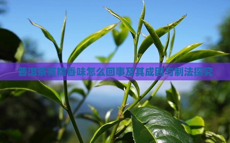普洱茶有糯香味怎么回事及其成因与制法探究