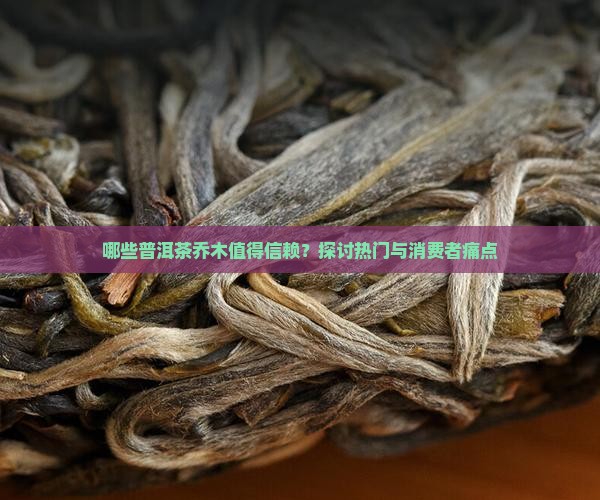 哪些普洱茶乔木值得信赖？探讨热门与消费者痛点