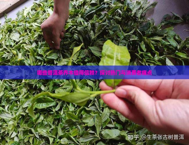 哪些普洱茶乔木值得信赖？探讨热门与消费者痛点