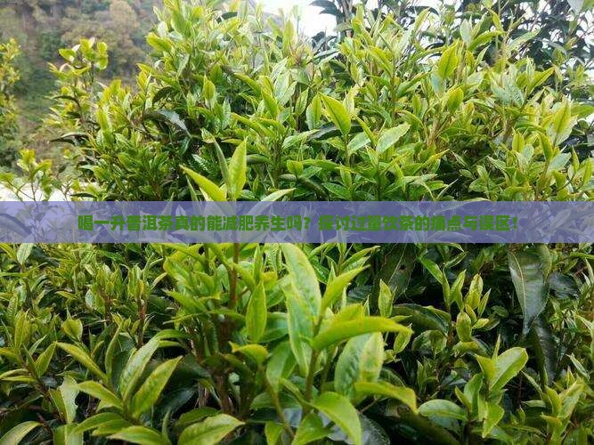喝一升普洱茶真的能减肥养生吗？探讨过量饮茶的痛点与误区！